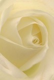 This image draws you deep into the heart of a beautifully sculpted, cream-white rose, as if ushering you into a private moment of stillness on a quiet Redbridge morning. The petals spiral inward in perfect symmetry, their whisper-light texture appearing as if touched by the faintest dew. Gentle shadows wrap softly between each pale fold, creating a sense of depth and peaceful drama that evokes the serenity found along the tree-lined paths of Valentines Park. The atmosphere radiates calm, reverence, and quiet hope-inviting contemplation and connection. For local florists, this rose stands as the purest symbol of remembrance and new beginnings, equally suited for memorial bouquets, tokens of admiration, or gentle gestures of comfort. The close perspective captures not just the flower's exceptional structure but also the thoughtful artistry of Redbridge's bouquet makers, whose years of dedication are expressed in every subtle detail. There's an imagined, lingering scent-delicate and sweet-softly weaving its way through every petal, enhancing the bouquet's role in marking life's significant and tender moments.